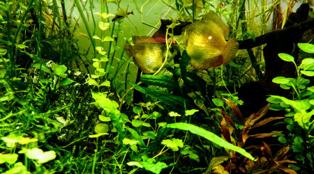 Les 2 colisas lalias femelles