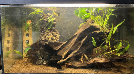 aquarium Crabe Panthere et Guppy endlers