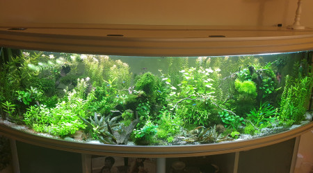 Aquarium salon