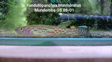 ♂️ Fundulopanchax Marmoratus Mundemba GS 88-01