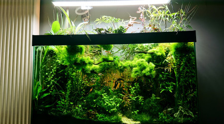 S+29   Bornéo aquascape jungle