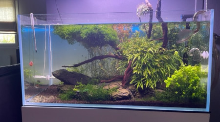 aquarium Aquascaping 128 litres