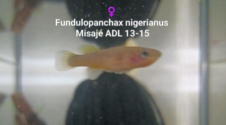 ♀️  Fundulopanchax nigerianus  Misajé ADL 13-15