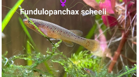 ♀️ Fundulopanchax scheeli