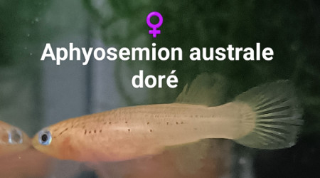 ♀️ Aphyosemion australe doré