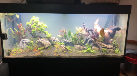 aquarium Juwel 240