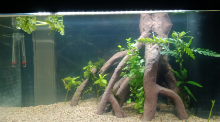 aquarium 60L