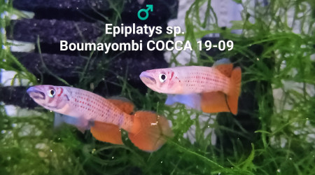 ♂️ Epiplatys sp.  Boumayombi COCCA 19-09