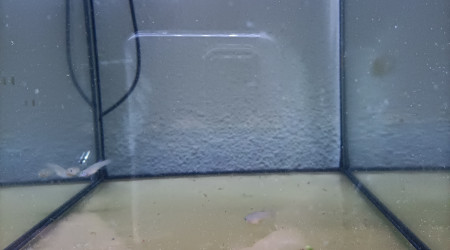 ♀️ Aphyosemion striatum Ncolamvan GEMHS 00-33