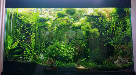 S+30    Bornéo aquascape jungle