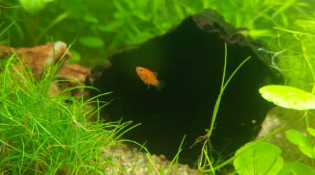 Bébé platys !