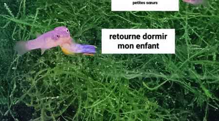 aquarium 243 01 Jeune Couple Fundulopanchax scheeli