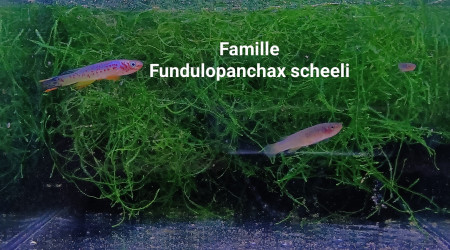 Fundulopanchax scheeli