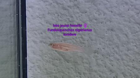 Très jeune femelle ♀️ Fundulopanchax nigerianus  Innidere