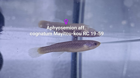 ♀️ Aphyosemion aff. cognatum Mayitou-kou RC 19-59