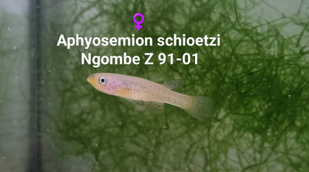♀️ Aphyosemion schioetzi Ngombe Z 91-01