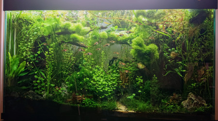 S+31    Bornéo aquascape jungle