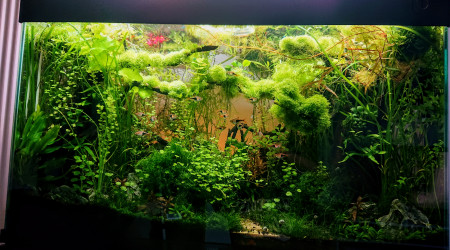 S+31   Bornéo aquascape jungle