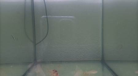 7 jeune femelle Aphyosemion striatum Ncolamvan GEMHS 00-33