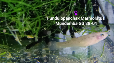 ♀️ Fundulopanchax Marmoratus Mundemba GS 88-01