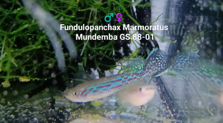 ♂️♀️  Fundulopanchax Marmoratus Mundemba GS 88-01