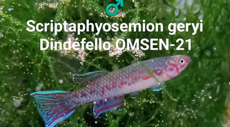 ♂️ Scriptaphyosemion geryi Dindéfello OMSEN-21