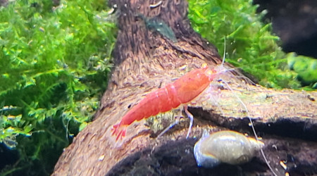 caridina sp. cantonensis Red Devil Orange Eyes