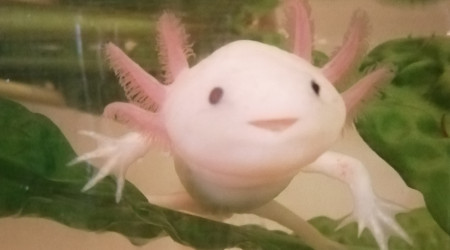 aquarium AXOLOTLS