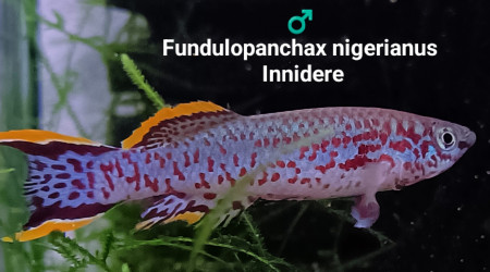 ♂️ Fundulopanchax nigerianus Innidere
