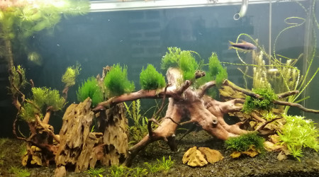 Mon 200L