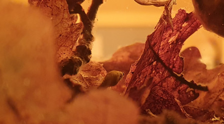 Kryptolebias sp. aff. heyei bon gout GT15-01 adulte