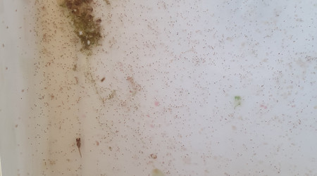 alevins à différents stade