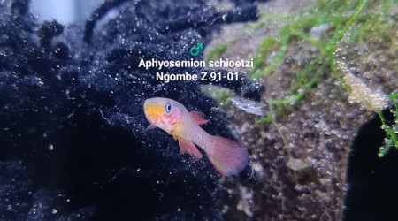 ♂️ Aphyosemion schioetzi Ngombe Z 91-01