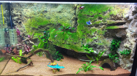 Avancement de la crique