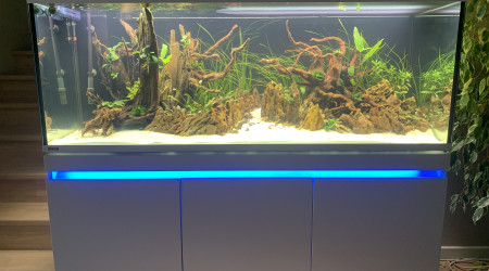 aquarium Incpiria 530