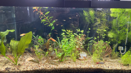 aquarium Aquarium 60l