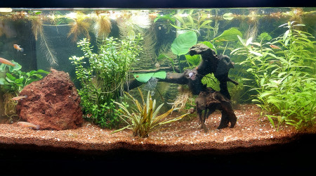 aquarium Bac killis 60L