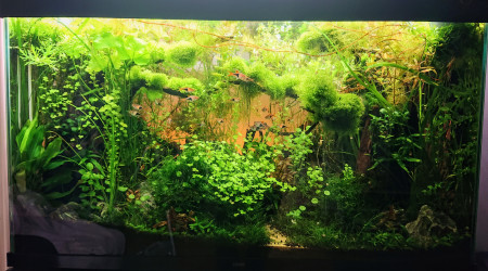 S+32  Bornéo aquascape jungle