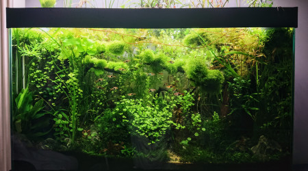 S+ 32  Bornéo aquascape jungle