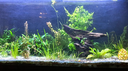 aquarium 250L