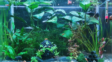 aquarium 50L