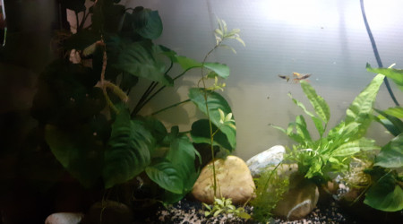 aquarium Mon univers