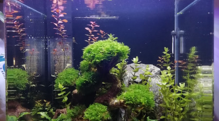 nano 30l betta