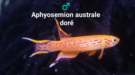 aquarium 444 Couple Aphyosemion australe doré