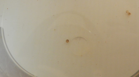 œufs en développement avec alevins visibles dans les œufs