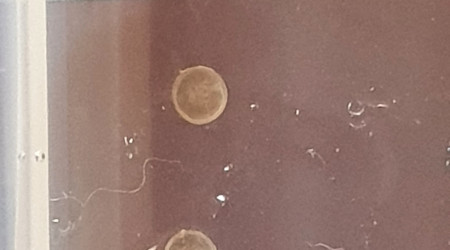 récolte du 22/09/22 de 4 oeufs