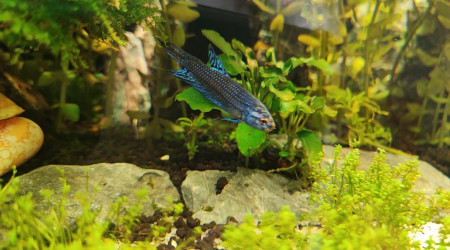 Arrivée du betta alien