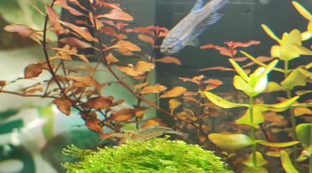 Cohabitation betta et crevettes amano