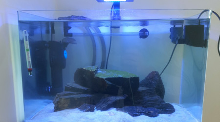 aquarium Tanganyika