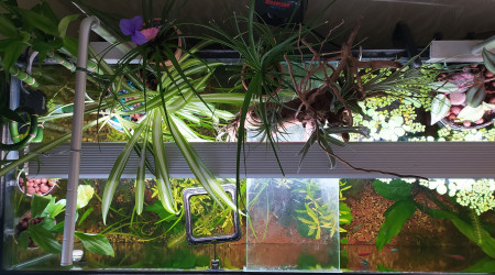 Aménagement en aquarium ouvert